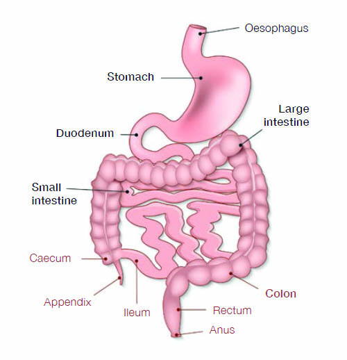 Diagram of bowels